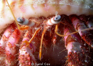 Hermit Crab by Carol Cox 
